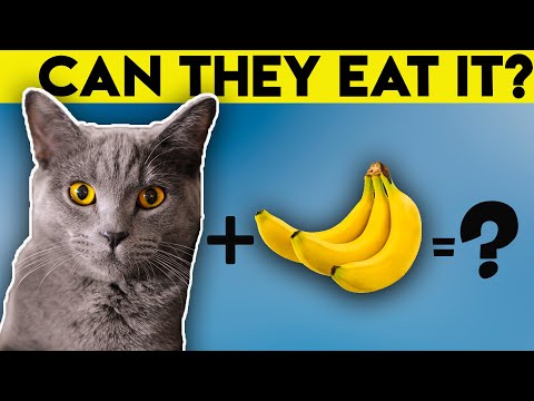 Can Cats Eat Bananas? (Mystery Revealed) - YouTube