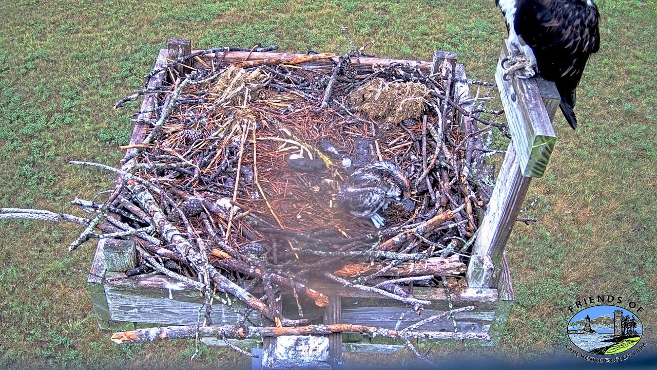Live webcam view of Nido de Águila Pescadora en Cape Henlopen