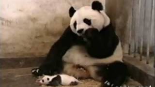 Cute & Funny Collection Of Animal Videos