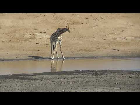 Giraffe disturbed by Elephant as it tries to drink from watering hole