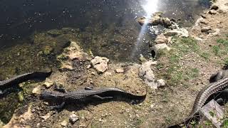 preview picture of video 'Alligator Alley wild gator experience just 4 feet away'
