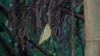 ムビる18488 20210728 001 オオムラサキ oomurasaki