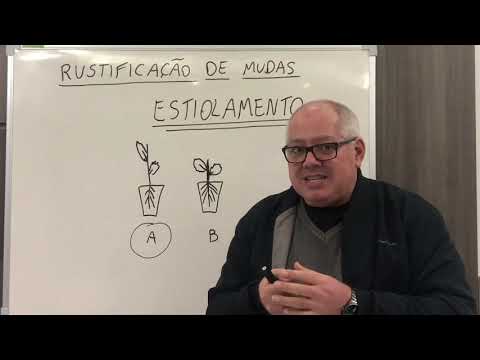 , title : 'Rustificação de Mudas - Prof Miguel'