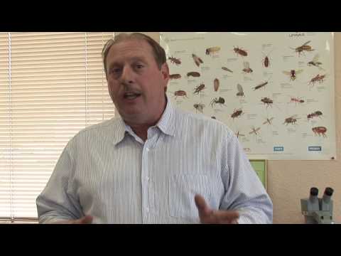 download lagu mp3 mp4 Why Do Ants Come In The House In The Spring, download lagu Why Do Ants Come In The House In The Spring gratis, unduh video klip Why Do Ants Come In The House In The Spring