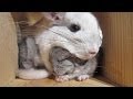 This Touching Chinchilla Video Will Make You Cry for Mom