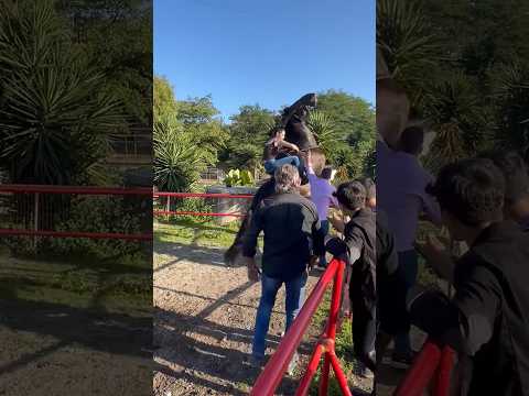 controlling the rearing horse by a beautiful lady #horseriding #horsepower #rearing