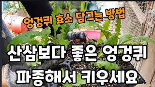 혈액순환에 이것보다 좋은게  없습니다!엉겅퀴 파종과 효소 담그기! #엉겅퀴효소담그는법 #엉겅퀴효능  #혈액순…