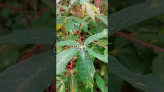 Download lagu video daun ala ala cinematik #nature #leaf #daun #shorts #playdate mp3