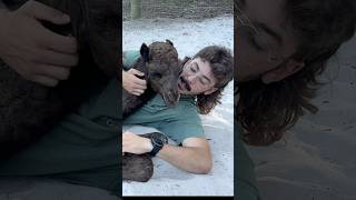 Download lagu ONE HUMP FUN #shorts #ytshorts #camel mp3