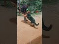 German Shepherd 9k VIEWS