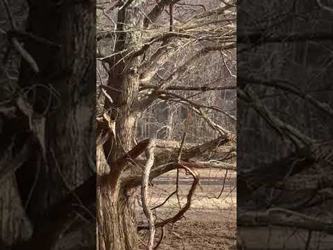 bald eagle at campsite