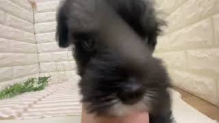 ミニチュアシュナウザーの動画01