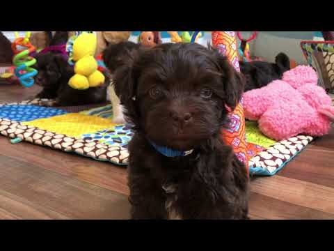 download lagu mp3 mp4 Chocolate Havanese Puppies For Sale, download lagu Chocolate Havanese Puppies For Sale gratis, unduh video klip Chocolate Havanese Puppies For Sale