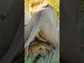 Singa Kawin Dan Punya Anak Funanimal Lions Animalshorts Shorts Shortvideo Trandingshorts