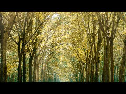 Christ, whose glory fills the skies