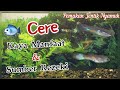 Ikan Cere! Kaya Manfaat & Sumber Rezeki + Pemakan Jentik Nyamuk Ikan Cere! Kaya Manfaat & Sumber Rezeki + Pemakan Jentik Nyamuk