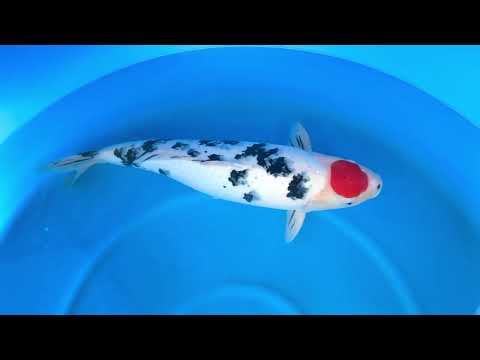 JKS-445 Tancho Sanke 65 cm