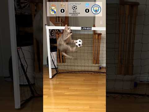 Cat Goalie - Real Madrid Vs Man City | 2023 UEFA Semi-final Leg 2 #cat #fyp