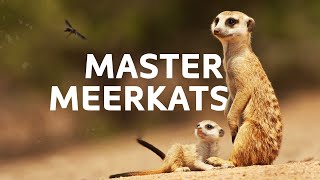 The Meerkats And Unique Animals That Are Masters Of The Desert | Natural Habitat Documentary