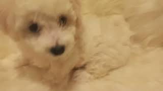 Video preview image #4 Bichon Frise Puppy For Sale in ORLANDO, FL, USA