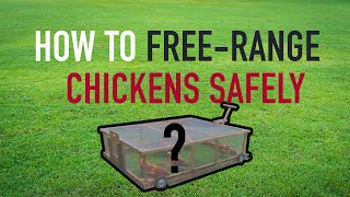 How to Keep Your Chickens Safe From Wild Animals!