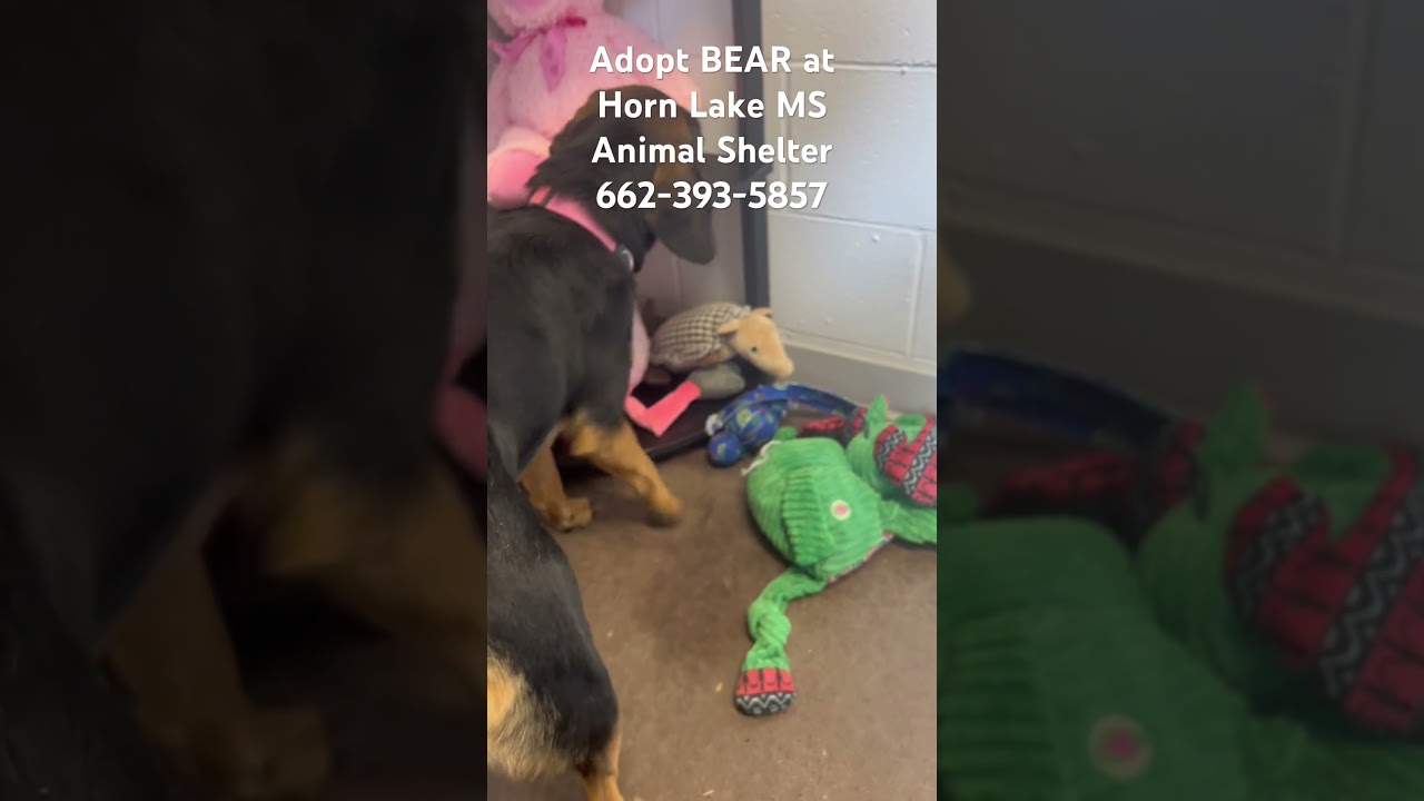 Enlarge Bear, a ADOPTABLE mixed breed in Horn Lake, MS video 6/6