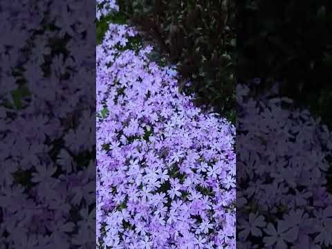 スペイン芝とは何ですか？この多年生の開花グランドカバーについて知っておくべきことすべて!  庭園