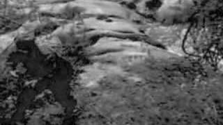 Fields of the Fallen