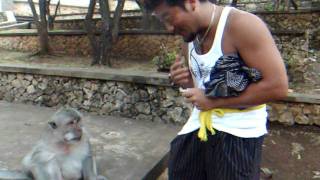 preview picture of video 'アキーさん餌付！バリ島・ウルワトゥ寺院の猿！Monkeys of Uluwatu,Bali,Indonesia'
