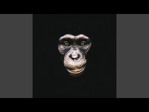 Euforia Etílica - Símios