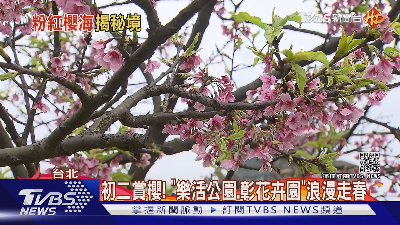 初二賞櫻! 「樂活公園、彰花卉園」浪漫走春