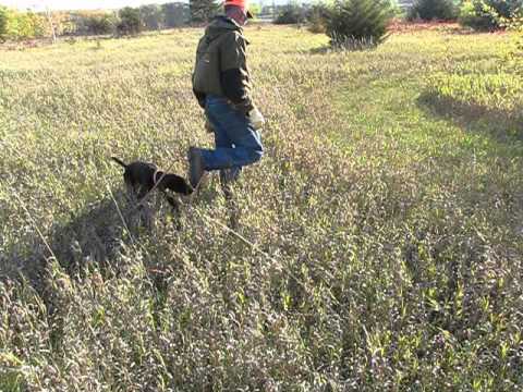 Pudelpointer pup exposure to birds
