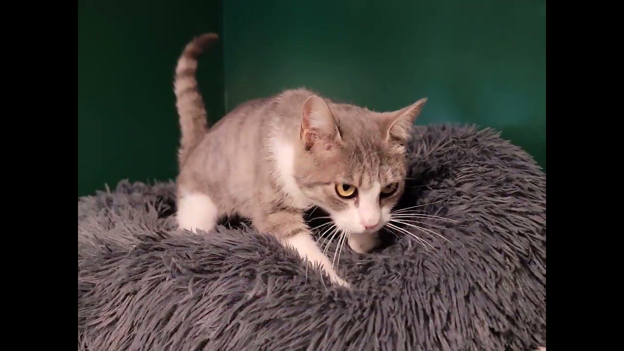 Violet, a ADOPTABLE Domestic Short Hair in Mount Sterling, KY video 6/6