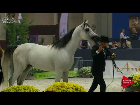 N.61 PSILVER - Gran Prix Fieracavalli 2017 - 4 Years Old and Older Stallions (Class H)