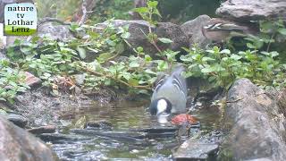 Beobachtungen am Vogelbad