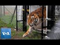 Big Cats Rescued From Guatemalan Circuses Arrive At South African Sanctuary