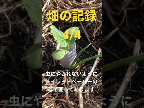 園芸 かぼちゃ、かぼちゃ