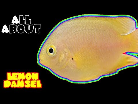 All About The Lemon Damsel or Gold Damsel