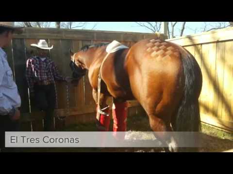 grupo laberinto el prieto de tres coronas