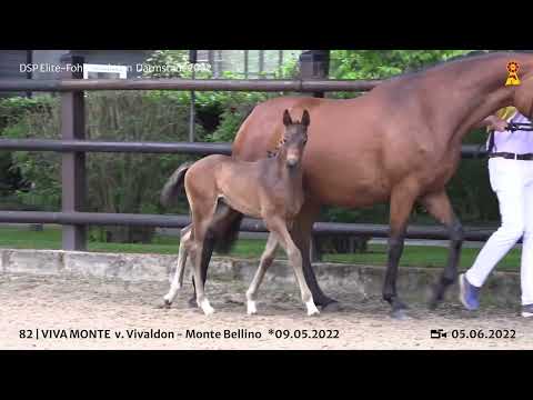 KN 82: Stutfohlen v. Vivaldon / Monte Bellino