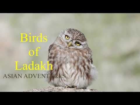Bird Watching in Ladakh