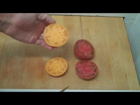 download lagu mp3 mp4 How To Tell When Heirloom Tomatoes Are Ripe, download lagu How To Tell When Heirloom Tomatoes Are Ripe gratis, unduh video klip How To Tell When Heirloom Tomatoes Are Ripe