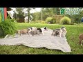 Boston Terrier dogs for sale: Kase - Video 1