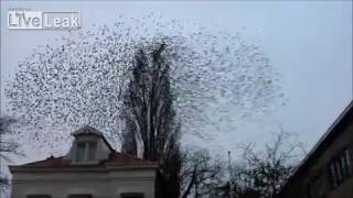 Chmara ptaków odlatuje w tym samym momencie