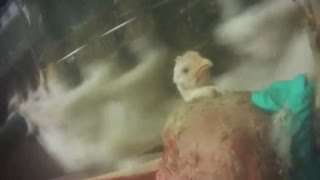 Disturbing video from chicken slaughterhouse