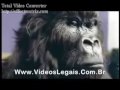 phill collins - gorila baterista