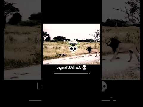 the legend scarface, entering and everyone leaving the scene 🗿🦁☠️#animals #lion #junglezoo #scarface