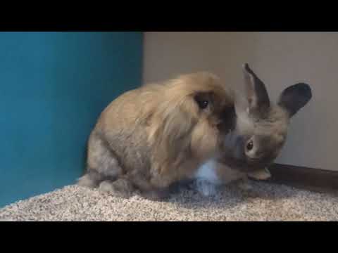 Ethan, an adopted Lionhead in Saint Paul, MN_image-1