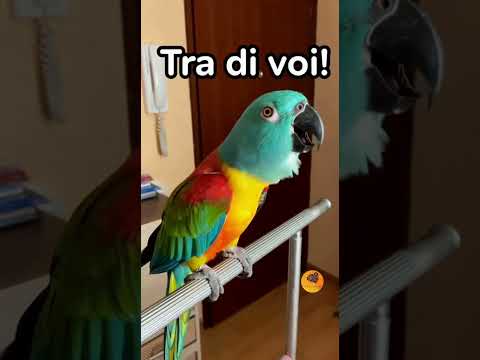 Il pappagallo risponde ai carabinieri #memepage #memesvideo