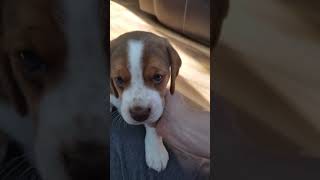 Video preview image #1 Beagle Puppy For Sale in REASNOR, IA, USA